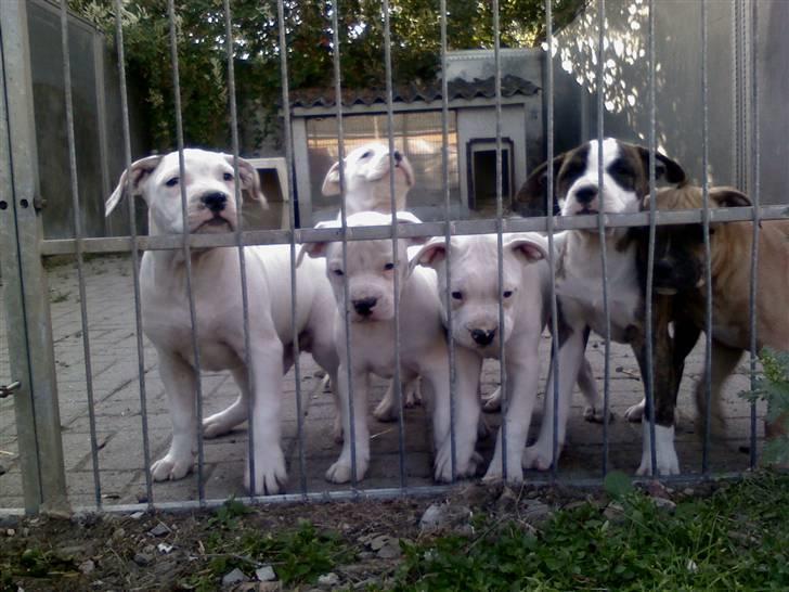 Blanding af racer Gangster - Det er mig sammen med mine søskende- jeg står ude til venstre billede 6