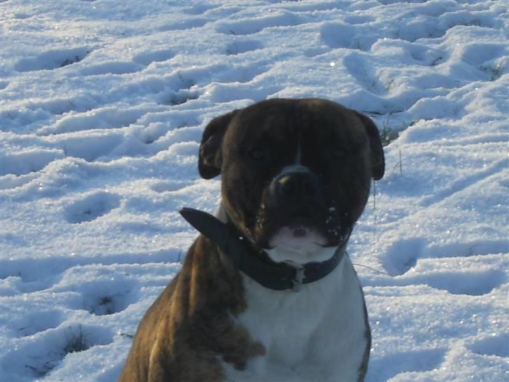 Blanding af racer Gangster - Og det er min far billede 7