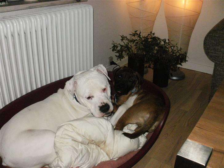 Amerikansk bulldog Dax R.I.P. - Lidt roligere hygge. billede 11