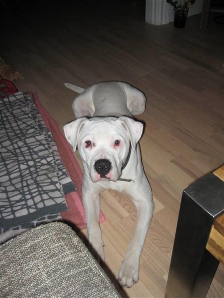 Amerikansk bulldog Dax R.I.P. billede 13