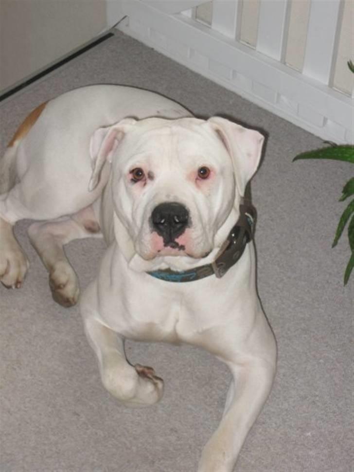 Amerikansk bulldog Dax R.I.P. billede 14