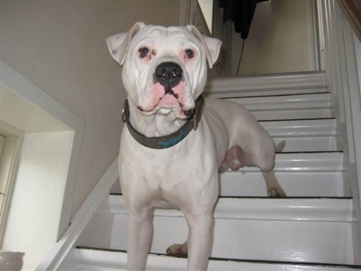 Amerikansk bulldog Dax R.I.P. - Hov..... Kommer der nogen???? (Jeg kigger ud igennem glasset på hoveddøren) billede 16