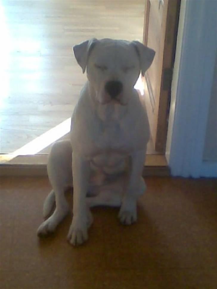 Amerikansk bulldog Dax R.I.P. - Ja ja... Vi kan vel alle være lidt søvnige... billede 17