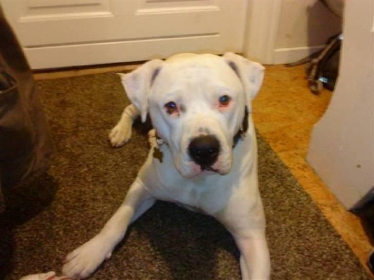 Amerikansk bulldog Dax R.I.P. billede 18