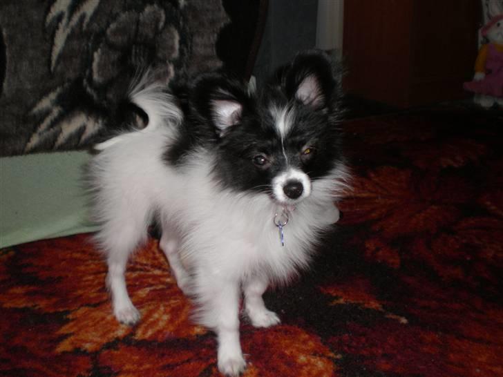 Papillon Felix R.I.P - Se hvor fin han var billede 2