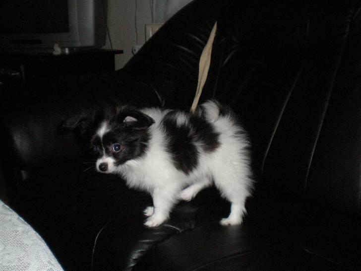 Papillon Felix R.I.P - lige da vi havde fået ham billede 4