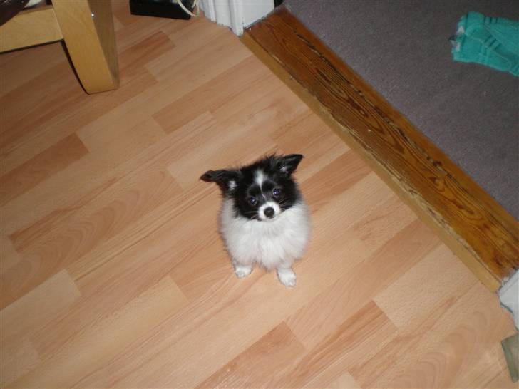 Papillon Felix R.I.P - Se hvor "stor" jeg er. ;P billede 7