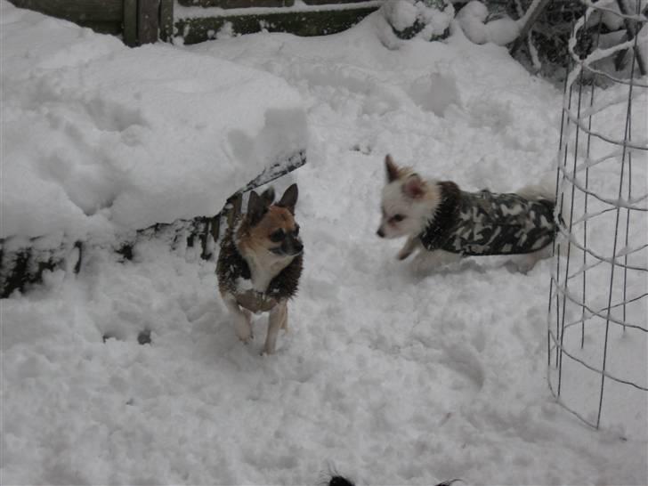 Chihuahua Yankee billede 1