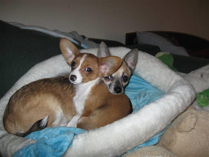 Chihuahua Yankee billede 2