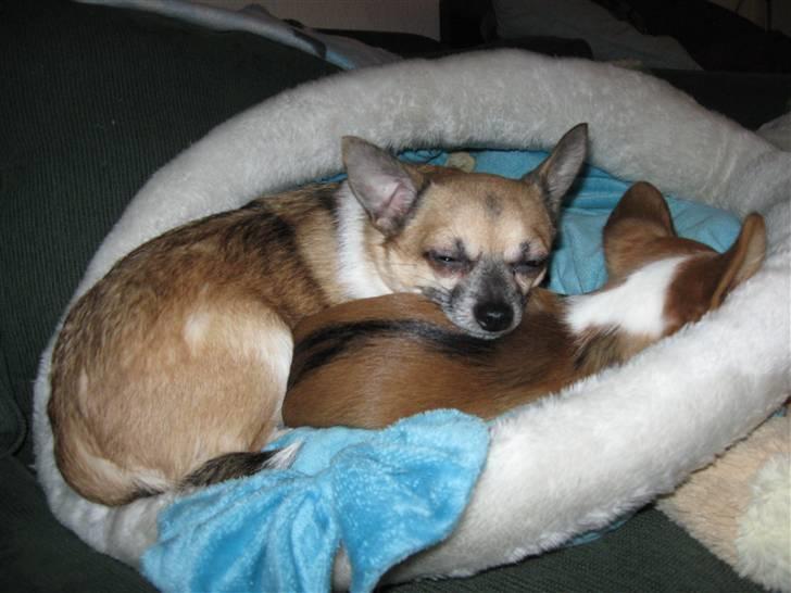 Chihuahua Yankee billede 3