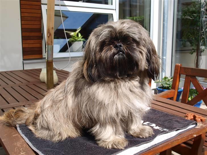 Shih tzu Loui billede 1