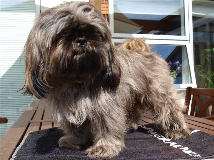 Shih tzu Loui billede 2