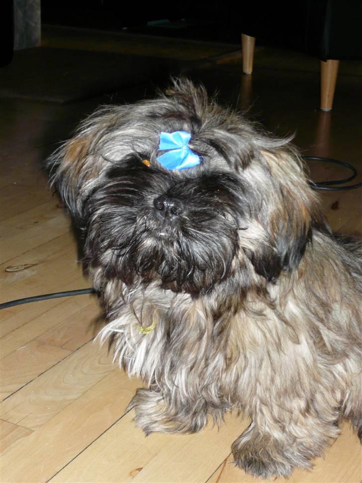 Shih tzu Loui billede 3