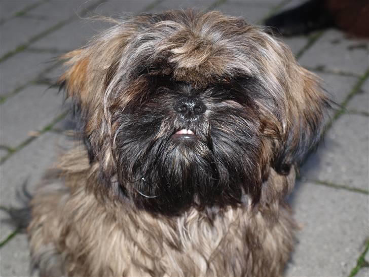 Shih tzu Loui billede 4