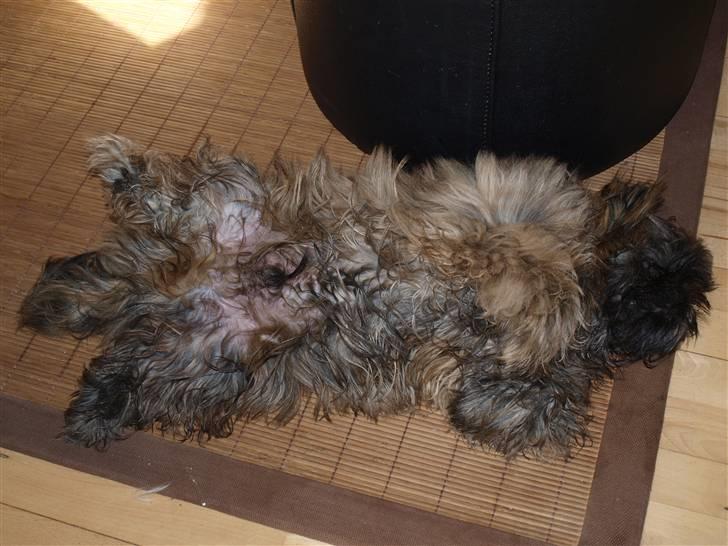 Shih tzu Loui billede 5