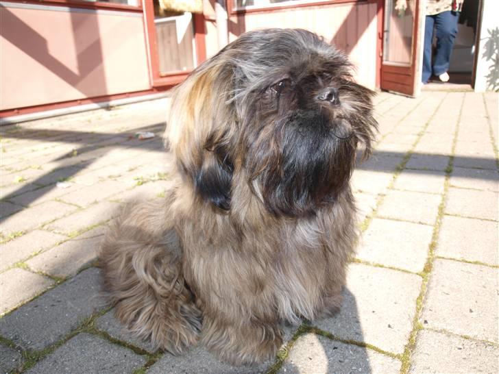 Shih tzu Loui billede 6