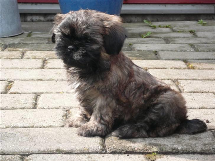 Shih tzu Loui billede 7