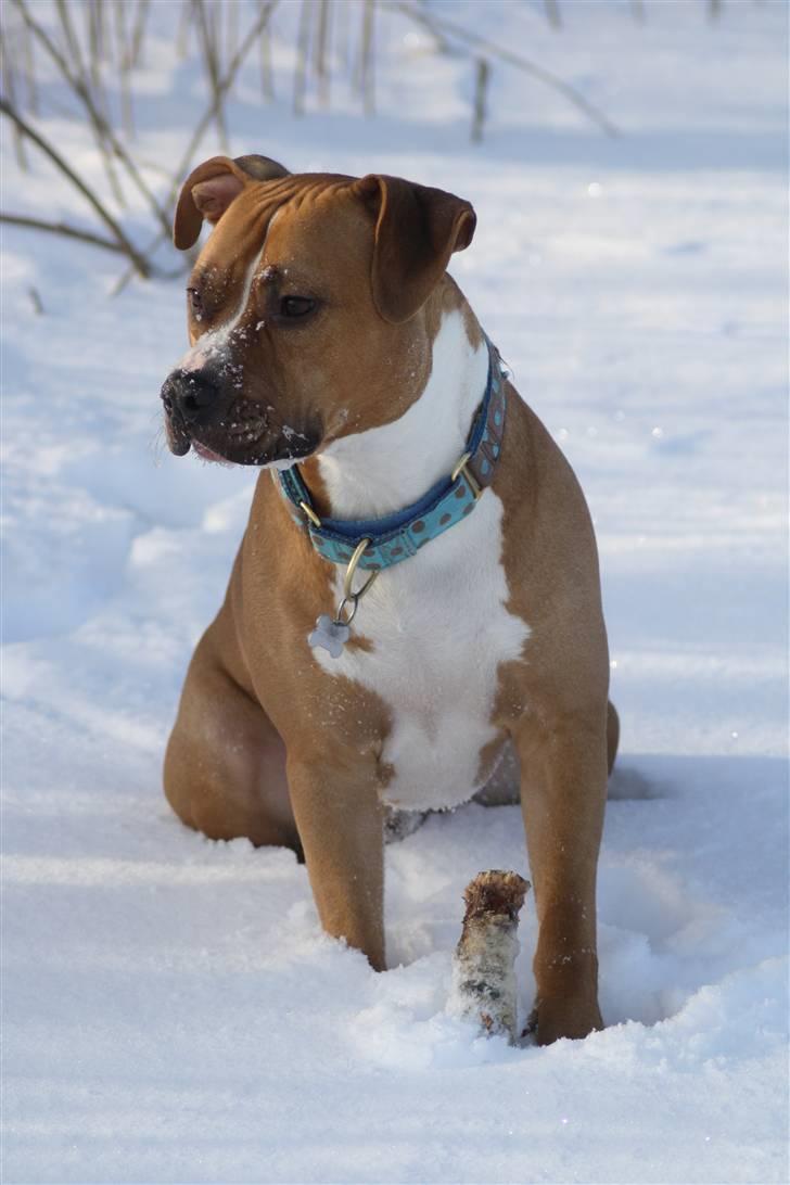 Amerikansk staffordshire terrier Noah. - Nyt. CR-FOTO billede 15