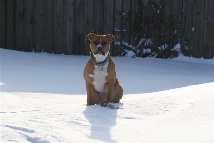 Amerikansk staffordshire terrier Noah. - Nyt. CR-FOTO billede 16