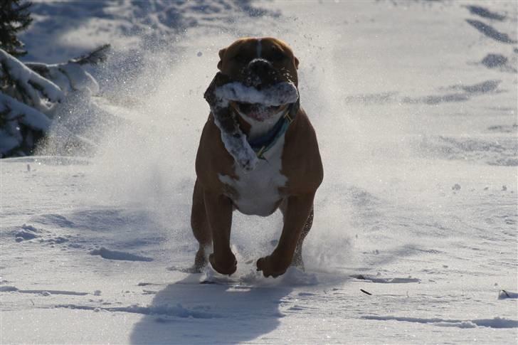 Amerikansk staffordshire terrier Noah. - Nyt. CR-FOTO billede 17