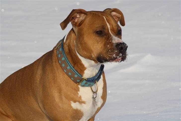 Amerikansk staffordshire terrier Noah. - Nyt. CR-FOTO billede 18