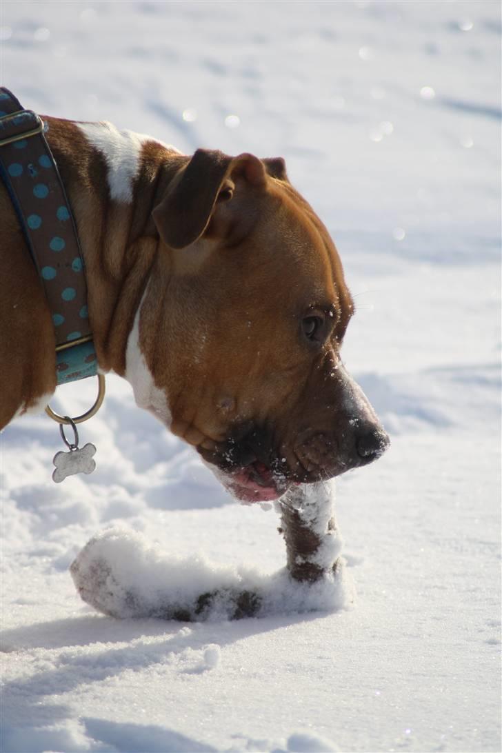 Amerikansk staffordshire terrier Noah. - Nyt. CR-FOTO billede 19