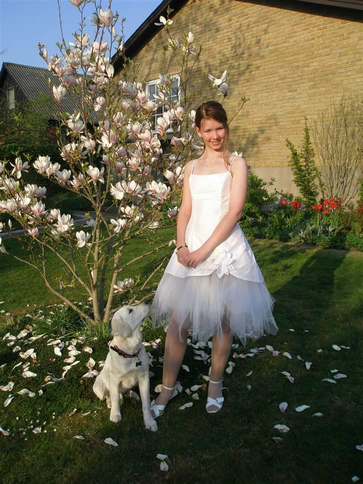 Golden retriever Felix - Min søster blev konfirmeret sidste år, og jeg var med :-) billede 10