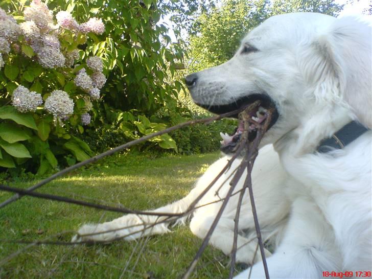 Golden retriever Felix - en ny pind. jubiiii billede 11
