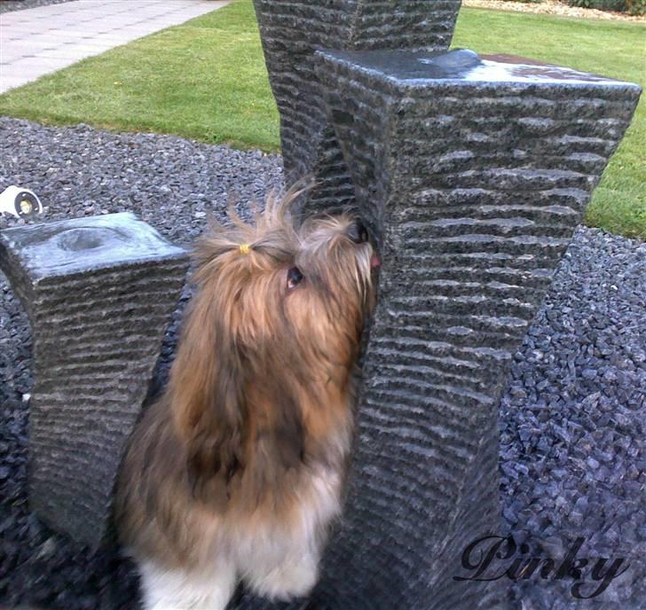 Lhasa apso *Pinky* - Se hvad jeg lige har lært af Zeuz og Ivan, mor. :o) billede 9