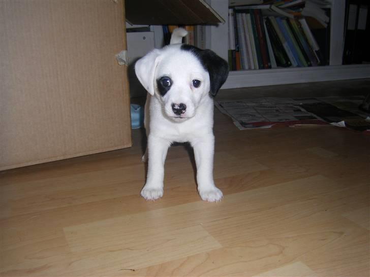 Dansk svensk gaardhund Molly - Det første billede vi så af Molly og vi var solgt! billede 1