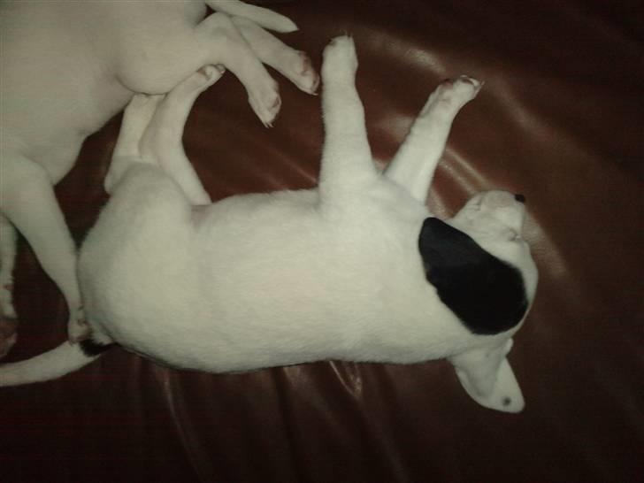 Dansk svensk gaardhund Molly - Så var vi oppe og se den, også var den den eneste af hvalpene der sov. Hehe. billede 2