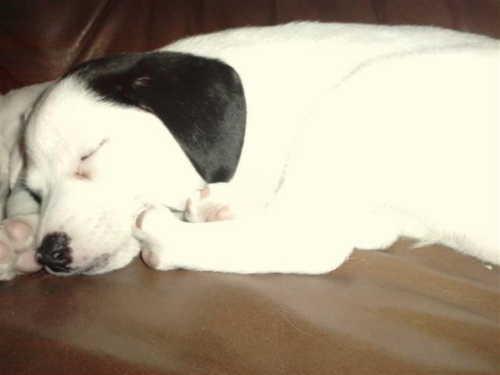 Dansk svensk gaardhund Molly - Endnu et sove billede af Molly fra besøget. billede 3