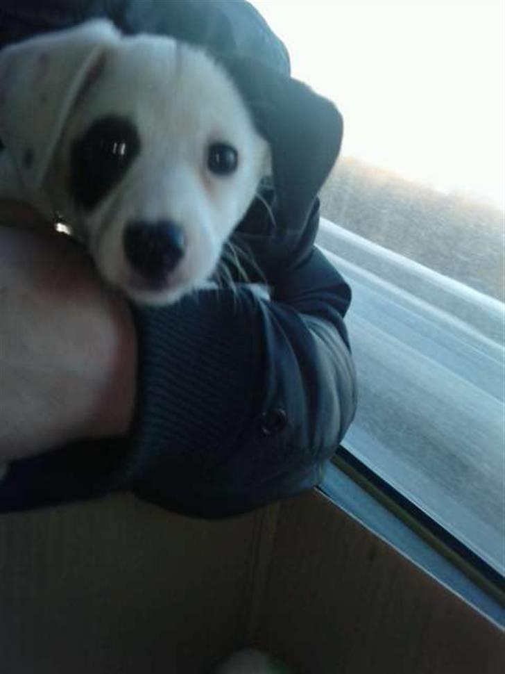 Dansk svensk gaardhund Molly - Også kom dagen hvor vi skulle hente hende. billede 4