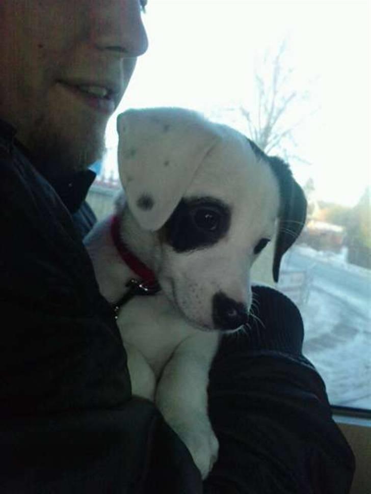 Dansk svensk gaardhund Molly - Ja. Den er jo en kær lille hund på bustur (: billede 5