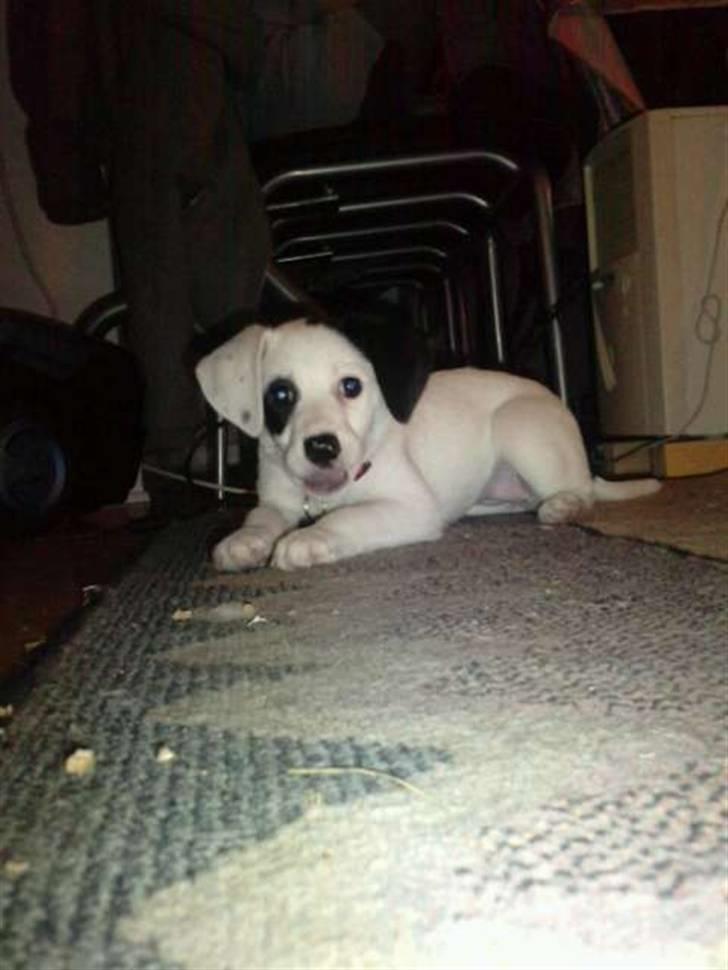 Dansk svensk gaardhund Molly - Endelig hjemme også gemmer den sig bare (; billede 6