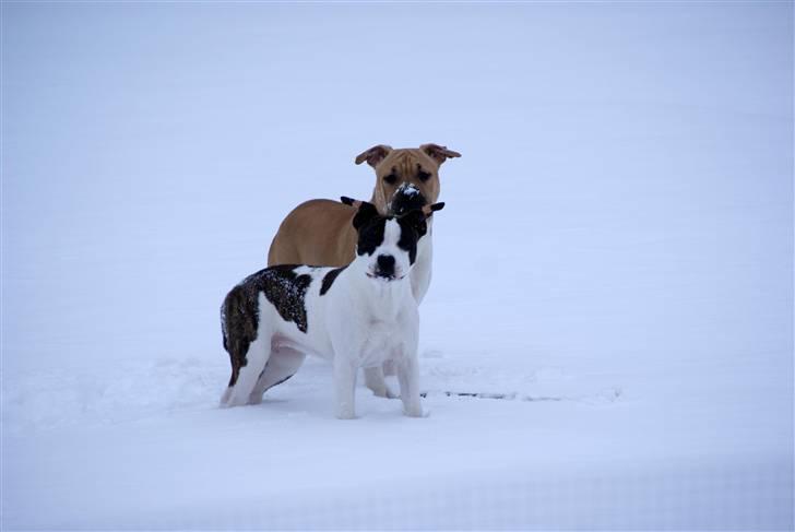 Amerikansk staffordshire terrier DKK For Your Eyes Only  billede 6