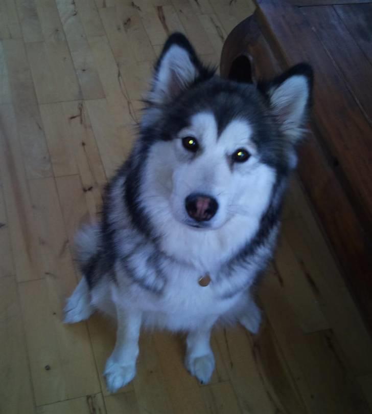 Blanding af racer Poppi billede 1