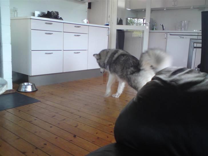 Blanding af racer Poppi billede 2