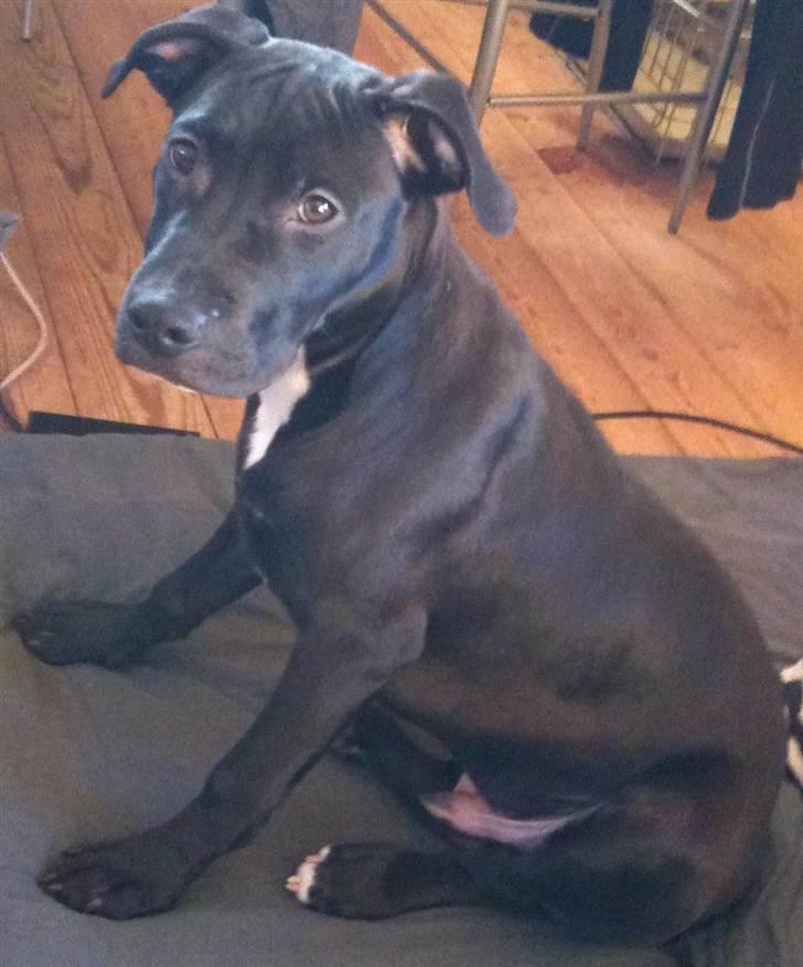 Amerikansk staffordshire terrier Nismo billede 7