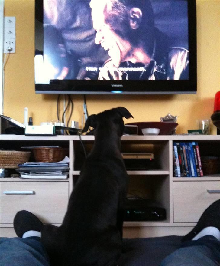 Amerikansk staffordshire terrier Nismo billede 8