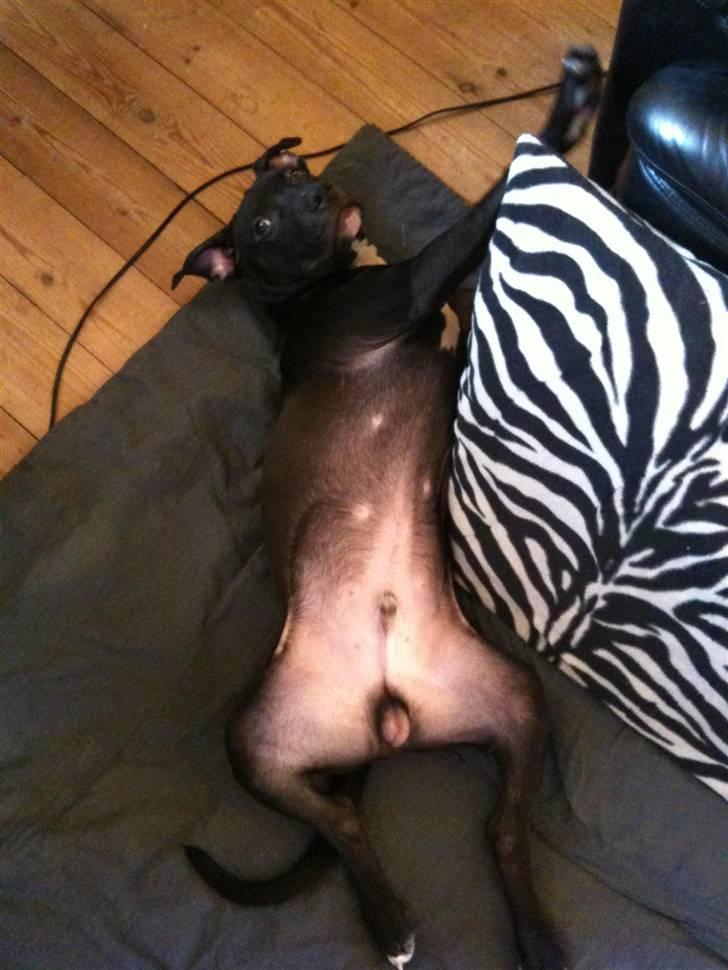 Amerikansk staffordshire terrier Nismo billede 9