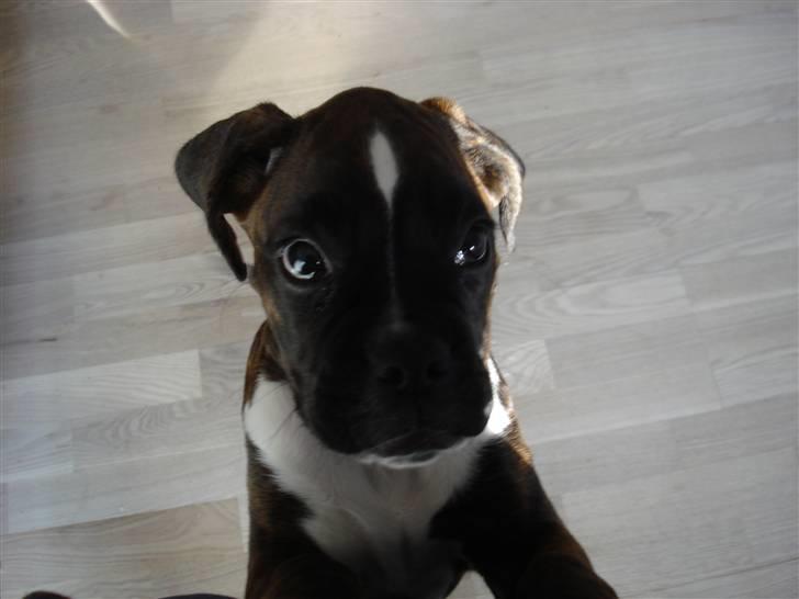 Boxer Akira - nyt billede fra 3/4-10 med bedende øjne... må jeg ik nok... billede 7