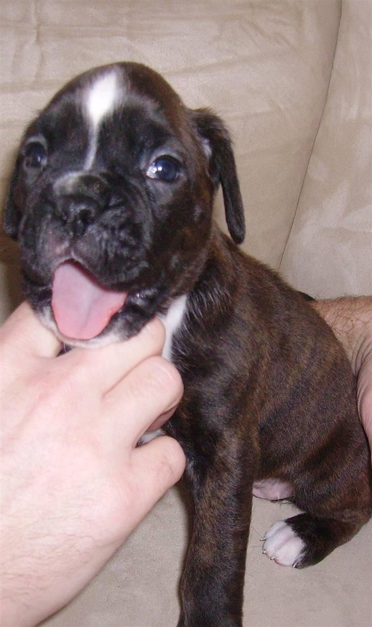 Boxer Akira billede 8