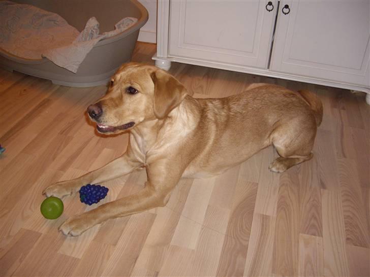 Labrador retriever Berta billede 10