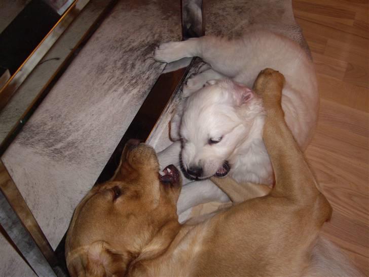 Labrador retriever Berta billede 11