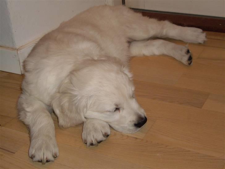 Golden retriever Bella billede 6
