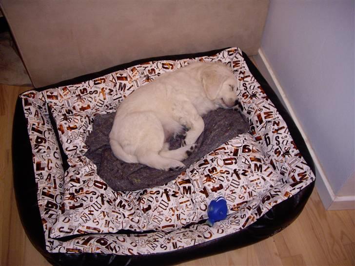 Golden retriever Bella billede 7