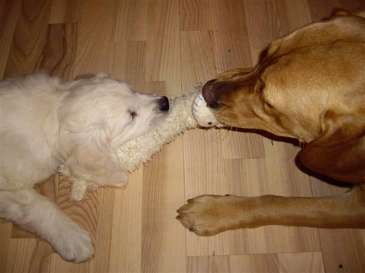 Golden retriever Bella billede 8