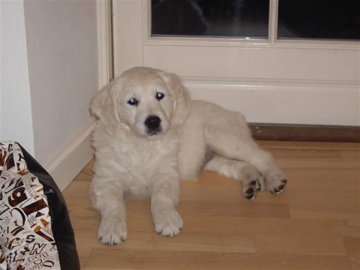 Golden retriever Bella billede 9