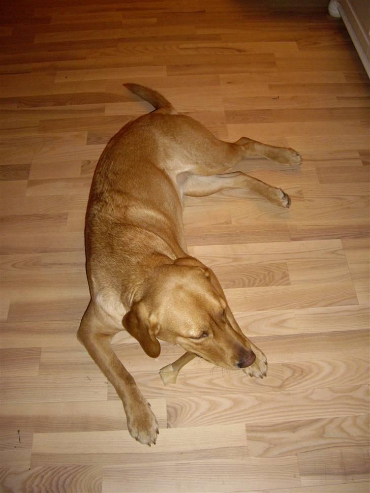 Labrador retriever Berta billede 12